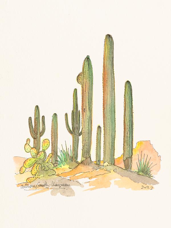 Arizona Cacti