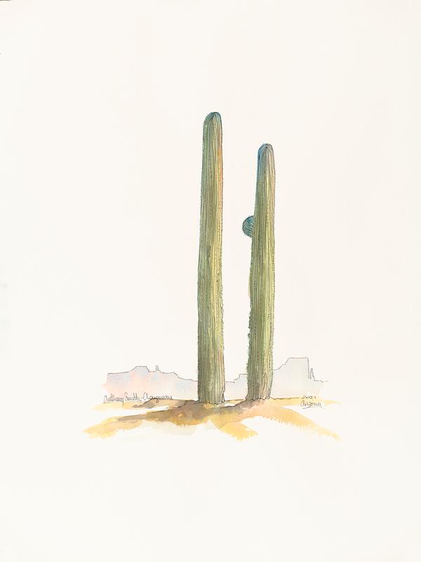 Saguaros in the Sun 2