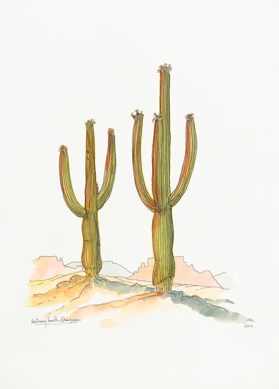 Saguaros in Bloom