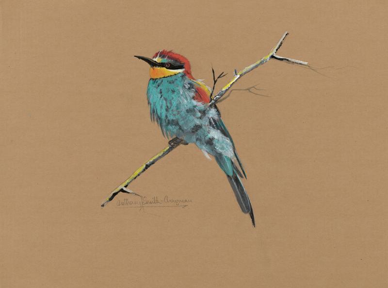 Bee Eater