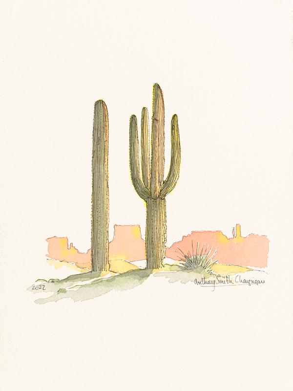 Saguaros in the Sun