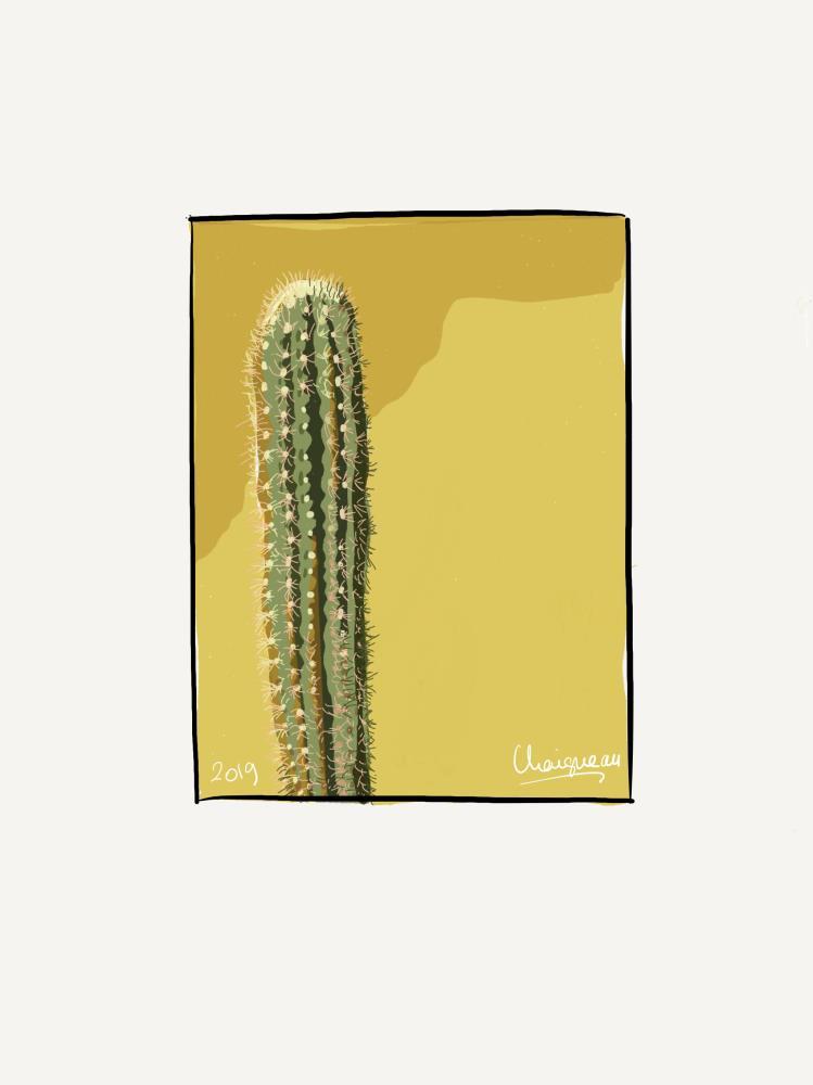 Cactus 4